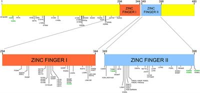 GATA2 Deficiency and Epstein–Barr Virus Disease